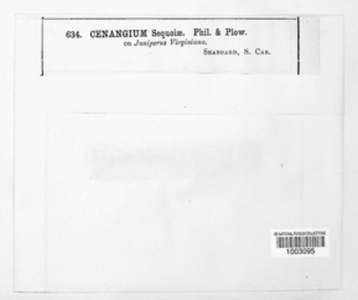 Murangium sequoiae image